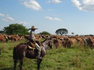 Gaucho a caballo